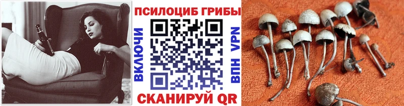 как найти наркотики  Богданович  мега зеркало  Галлюциногенные грибы GOLDEN TEACHER 