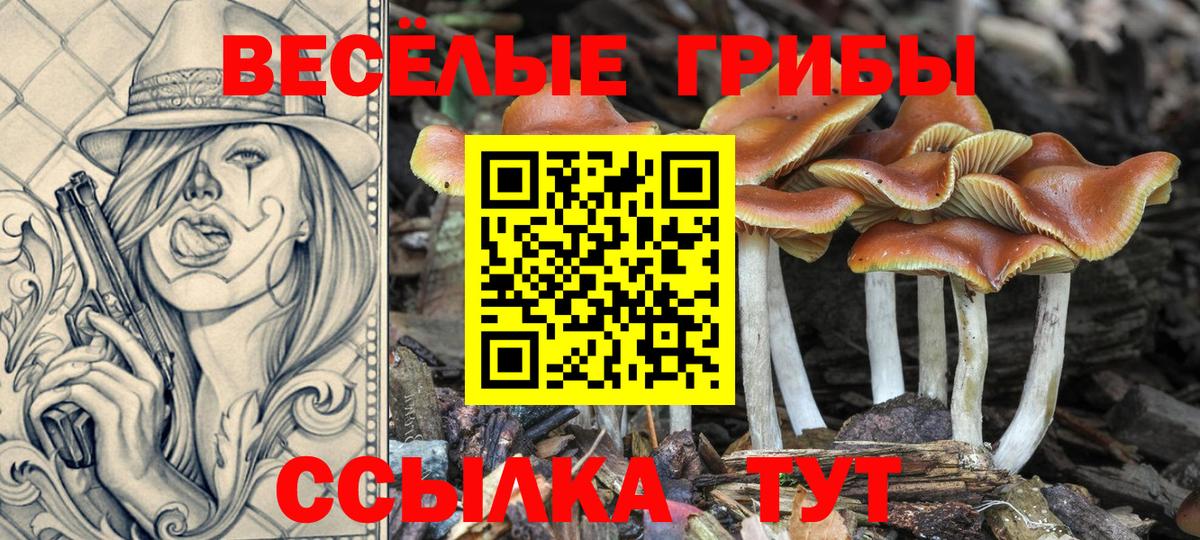 Псилоцибиновые грибы мицелий Богданович